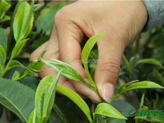 云南省茶产业量质齐升 云茶产业健康发展