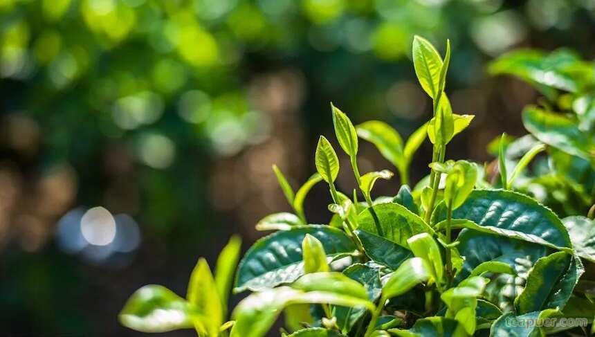 普洱茶中工艺香和品种香的区别在哪？