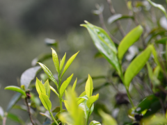 茶知识 | 乌龙茶 -- 凤凰单丛茶的姜味香型有哪些 单丛也有苦味的么