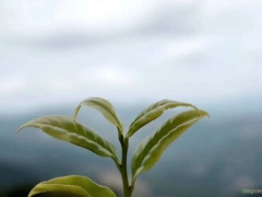 茶知识 | 乌龙茶 -- 凤凰单丛的茶叶制作过程有哪些