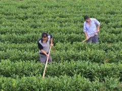 茶园管理| 茶园土壤质量现状及改良措施