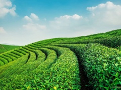 茶业经贸 | 茶业生态系统 -- 茶树与自然和社会经济的相互作用